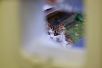 Close-up portrait of cat