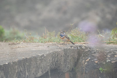 Bird perching on rock