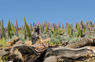 Cactus plants growing on rocks against clear blue sky