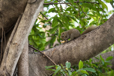 Low angle view of squirrel on tree