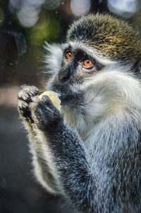 Close up of monkey