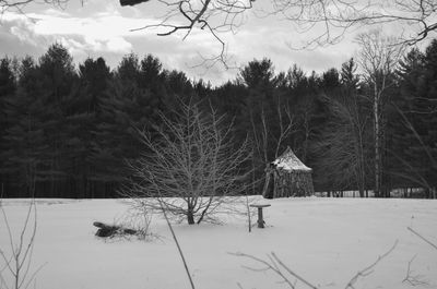 Bare trees on snow covered landscape