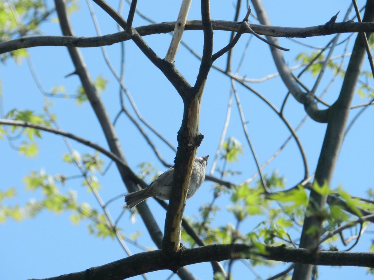 bird, branch, animals in the wild, animal themes, wildlife, low angle view, one animal, perching, tree, clear sky, focus on foreground, nature, leaf, sky, close-up, day, outdoors, twig, no people, blue