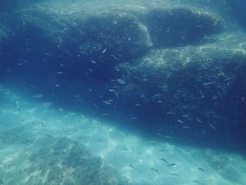 View of fish underwater