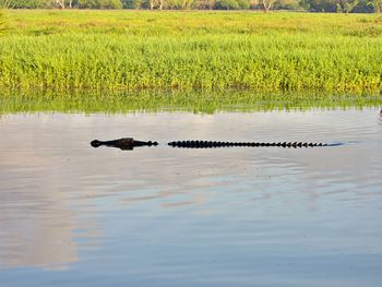 View of crocodile in a lake