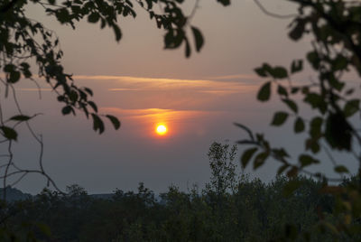 Silhouette trees against sky during sunset