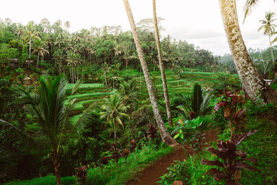 Plants and trees on field against sky