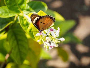 Close-up of butterfly pollinating on flower