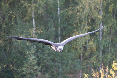 Seagull flying above trees