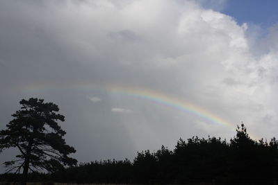 Low angle view of rainbow over trees against sky