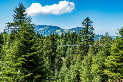 Scenic view of forest against sky