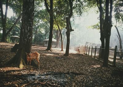 Dog on landscape against trees