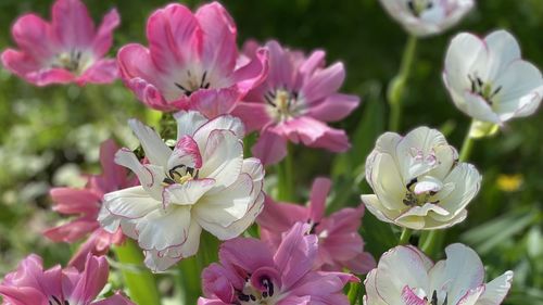 Close-up of pink flowers