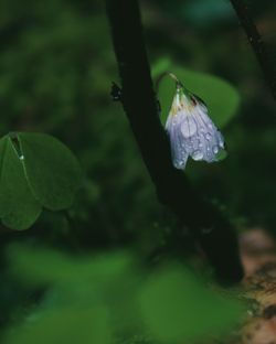 Close-up of flowers