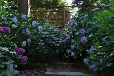 Close-up of purple flowering plants in park