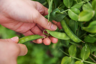 Cropped image of hand holding tomato plant