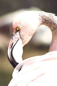 Close-up of bird