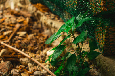 High angle view of plant growing on field