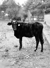Portrait of cow standing on field