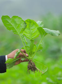 Cropped hand holding plant