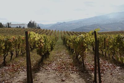 Scenic view of vineyard against sky