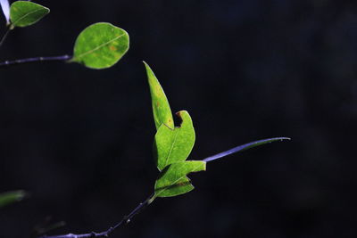 Close-up of green leaves