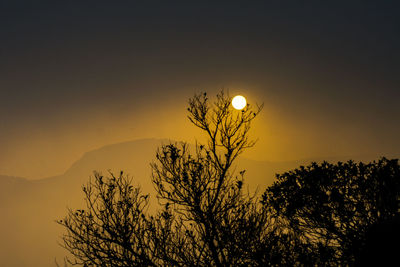 Low angle view of silhouette tree against sky during sunset