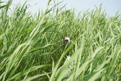 Wheat growing on field