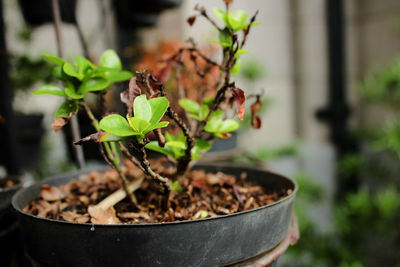 Close-up of potted plant