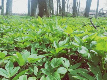 Plants growing in park