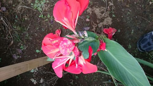 Close-up of pink flower