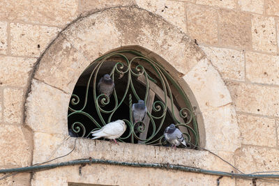 High angle view of animal on wall