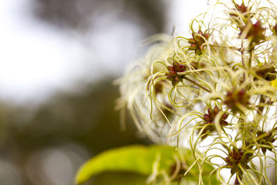 Close-up of clematis 
