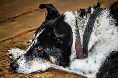 Close-up of a dog