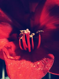 Close-up of red flower