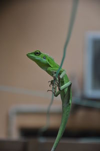 Close-up of lizard on leaf