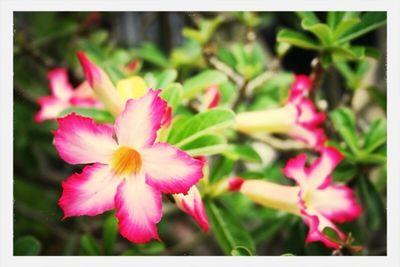 Close-up of pink flowers