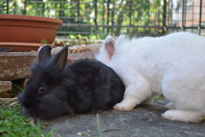 Close-up of a rabbit