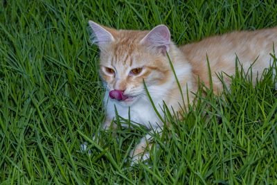 High angle view of cat on grass