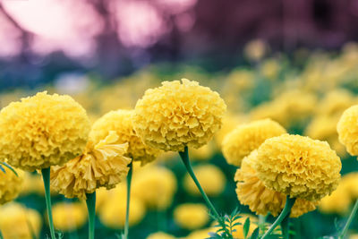 Close-up of yellow flowering plant