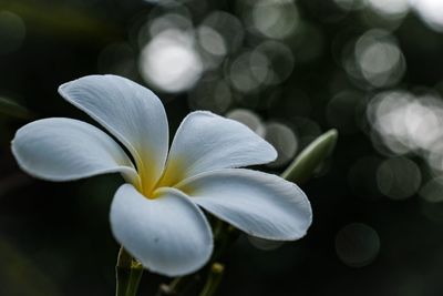 Close-up of white flowering plant