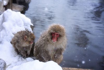 View of monkey in snow
