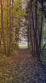 Trees in forest