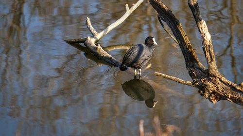 Bird perching on a lake