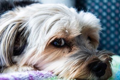 Close-up portrait of dog