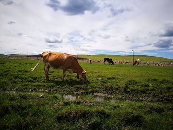 Cows in a field