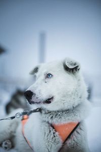 Dog looking away on snow