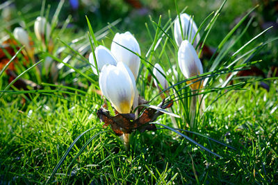 Close-up of white flower in grass