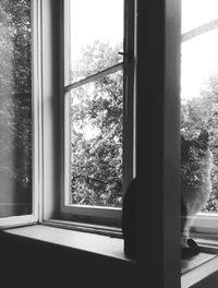 Trees seen through window