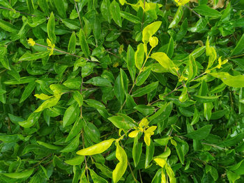 Full frame shot of fresh green plants